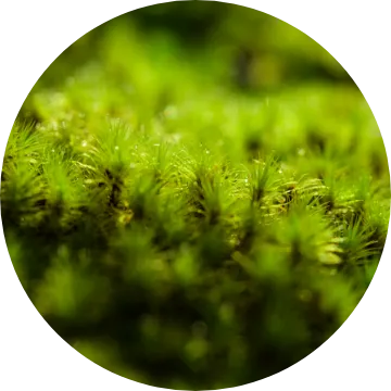 Hydra Setting Powder